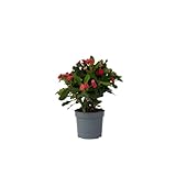 Plant in a Box - Euphorbia Milii 'Christusdorn' - Zimmerpflanze - Sukkulente - ⌀ 13 cm - Höhe 25-35 cm