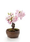 Seedeo Bonsai Anzuchtset Japanische Blüten- und Zierkirsche (Prunus serulata)