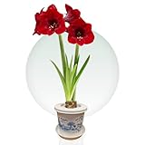 Amaryllis Zwiebel + Topf DIY Pakket - 1 Blumenzwiebel in Großformat 26/30 - Blumenzwiebeln Amarillis - Echte Pflanzen aus Holland - Hippeastrum Zwiebeln (keine Samen, Wachs und nicht künstlich)