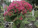 Aster novae-angliae 50 Samen, Herbst-Aster (ROT), Glattblattaster