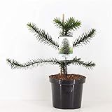 Chilenische Schmucktanne ca. 40 cm - Andentanne - Araucaria araucana - Schlangenbaum - Schuppentanne - Affenschwanzbaum