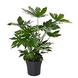 Zimmeraralie 50-60 cm Fatsia japonica Zimmerpflanze