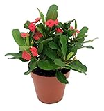 Christusdorn (Euphorbia millii), im 12cm Topf, (Sorte: Vulcanus, rot)