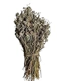 Wilder Gamander Ganze Bündel 220 gramm - 1,95 Kilo Klasse A Teucrium Chamaedrys (460 gramm)