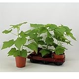 Zimmerlinde 40 cm - Sparmannia africana - Pflegeleichte Zimmerpflanze für gesundes Raumklima - Luftreinigung & Grüner Blickfang