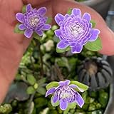 leberblümchen samen - hepatica samen - kräutergarten balkon, winterharte stauden kräuter pflanzen, herbstblumen winterhart wildkräuter samen, blumen für balkon heilkräuter samen, 25pcs