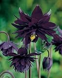 Akelei `Black Barlow` 20 Samen, Akelei schwarze, Aquilegia