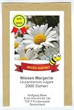 Magerwiesen-Margerite - Bienenweide - Schmetterlingsmagnet - Leucanthemum vulgare - 2000 Samen