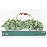 Schlangen-Fetthenne Ampel 40 cm Sedum Burrito