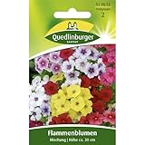 Flammenblume, Phlox Mischung