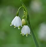 Sommer Knotenblume Gravetye Giant - Leucojum aestivum