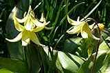 Hundszahn 5 Samen (Erythronium grandiflorum)