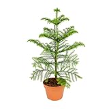 Bloomique - Araucaria Heterophylla - Zimmertanne - Norfolktanne - Zimmerpflanzen - Weihnachtsdeko - Höhe 40-50 cm - Topf 14 cm