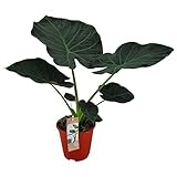 Alocasia Regal Shields - Elefantenohr Zimmerpflanze, 60-80 cm, Pflegeleicht & Dekorativ, Exotische Grünpflanze für Zuhause & Büro