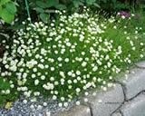 Silene saxifraga, Karst-Leimkraut, Steinbrech-Leimkraut 50 Samen