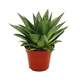 Exotenherz - Sukkulente - Gasteria D Tiga - Gasterie - 8,5cm Topf