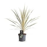 Keulenlilie Dazzler 80-100 cm - Cordyline Torbay Dazzler - winterhart bis -10°C - variegata