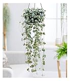 BALDUR Garten Leuchterblume Ceropegia, 1 Pflanze, Grünpflanze, mehrjährig - frostfrei halten, pflegeleicht, Ceropegia woodii, außergewöhnliche Blätter, Zimmerpflanzen-Rarität