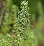 Eberraute - Artemisia abrotanum