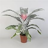 Bromelie Aechmea Sorte: Primera, (Aechmea), pflegeleichte und luftreinigende Zimmerpflanze, blüht bis zu 5 Monate lang, je im 15cm Topf