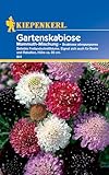 Kiepenkerl Gartenskabiosensamen Mammuth-Mischung 841 – Beliebte Freilandschnittblume - Inhalt für 30 Pflanzen - Blumensamen, Blumenwiese, Saatgut