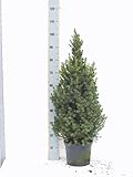 Picea Glauca Conica - Zuckerhutfichte - Ø24cm - ↑110cm