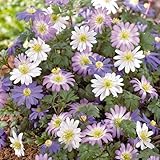 Bloomique - 50 Stück - Anemone Blanda Mischung - Frühblüher - Blumenzwiebeln - Mëhrjarig - Winterhart - Wächst zu 10-15 cm