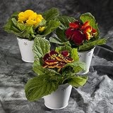 Calceolaria Herbeohybrida(Pantoffelblumen)|Blumensamen Plants Ostergeschenke Hochbeete FüR Garten Balkonpflanzen FrüHlingsblumen-50stüCk(Mischen)