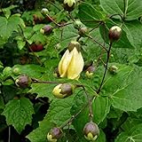 6 x Japanische Wachsglocke - Kirengeshoma Palmata Topf 9x9cm: Gelbe Blüten, schattentolerant, dekorative Blätter.