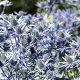 Flachblatt-Mannstreu - Eryngium planum - Im Topfballen - Ein Qualitätsprodukt von Garten Schlüter