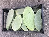 M&S Reptilien Feigenkaktus Opuntien als Futterpflanze Opuntia ficus Indica (Preis pro KG) 100% Organic!