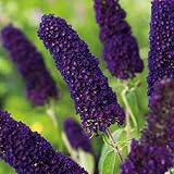 Garten Schlüter - Schmetterlingsflieder Black Knight - Sommerflieder (Buddleja) Pflanze in dunkel-violett, lila halbschattig und winterhart - Flieder-Strauch