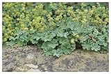 3 x Alchemilla erythropoda (Winterhart/Stauden/Staude/Mehrjährig/Bodendecker) Kleiner Frauenmantel - Sehr Insekten und Bienenfreundlich - absolut Pflegeleicht - von Stauden Gänge