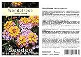 Seedeo Wandelrose (Lantana camara) 35 Samen