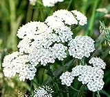 Gewöhnliche Schafgarbe - Achillea millefolium - 3000 Samen