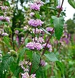 Rosa Brandkraut - Phlomis tuberosa