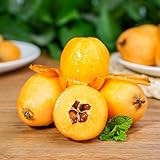 25 pcs wollmispel frucht samen, extrem winterharte kübelpflanzen, seeds japanische wollmispel - Eriobotrya japonica - säulen obstbäume, pflanze indoor gewächshaus, winterharte pflanzen