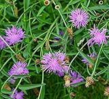 Wiesen-Flockenblume - Gewöhnliche Flockenblume - Centaurea jacea - Blume - 100 Samen