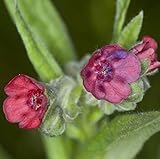 Gewöhnliche Hundszunge - Cynoglossum officinale