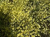 Cytisus x praecox - Elfenbein-Ginster