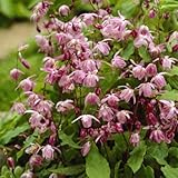 6x Flaumige Elfenblume 'Roseum' - Epimedium youngianum ‘Roseum’ - Topf 9x9cm