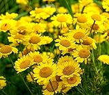 Färberkamille - Anthemis tinctoria - Kamille - 500 Samen