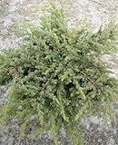 grüner Teppichwacholder Juniperus communis Repanda 30 cm breit im 2 Liter Pflanzcontainer