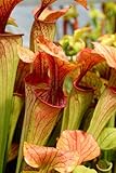 Seedeo® Rote Schlauchpflanze (Sarracenia purpurea) 10Samen