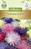 Sommeraster 'Strahlen-Aster-Mischung'