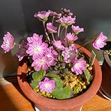 Leberblümchen Samen - winterharte balkonpflanzen Hepatica nobilis - winterharte pflanzen für garten wildblumensamen mehrjährig winterhart exotische pflanzen samen blumensamen, bio 150pcs