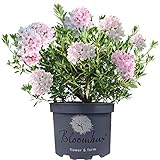 Gardeners Dream Bloombux Rhododendron Pflanze - Immergrüne Sträucher Winterhart - Rosa Blühende Winterharte Pflanzen für Garten, Balkon & Kübel - Garten Pflanzen Größe 30-40 cm (inkl. Topf)