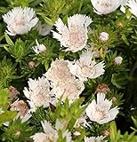 Kornblumenaster Träumerei - Stokesia laevis