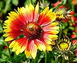 Prärie-Kokardenblume - Gaillardia aristata - 100 Samen