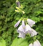 Schellenblume - Adenophora liliifolia - Gartenpflanze